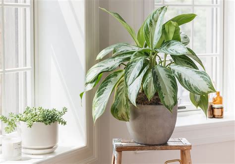 How To Determine Sunlight Levels For Houseplants