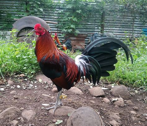 mclean hatch brood stag tower power gamefarm facebook