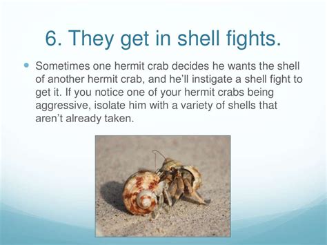 Fun Facts About Hermit Crabs