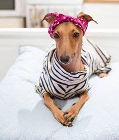 This my friend, is a fat italian greyhound | photogenic animals