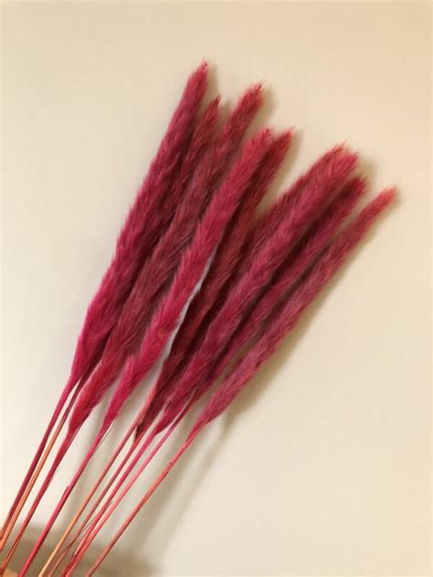 Mini Red Pampas Grass Stems Pretty Pampas Uk