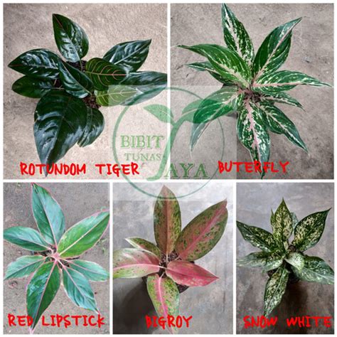 Jual Paket 5 Jenis Bunga Aglaonema Aglonema Tanaman Hias Kota Metro