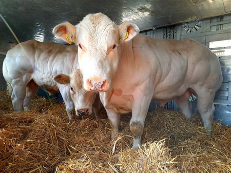 Contact with Livanta - Livanta