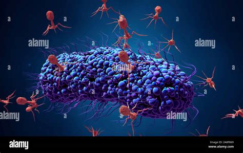 Bacteriophages Infecting Bacterium Illustration Stock Photo Alamy