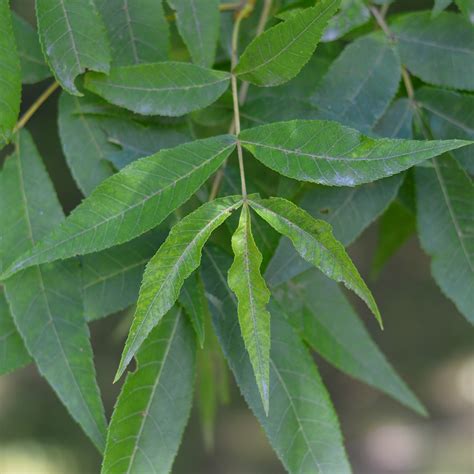 Available Species – Plant Your Place! / Un arbre chez vous!