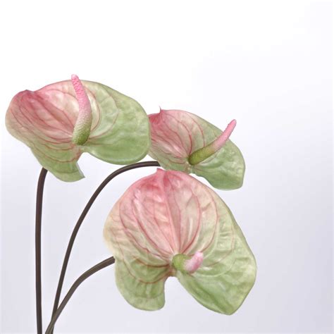 Real Touch Anthurium Stem 70cmh Jfloral