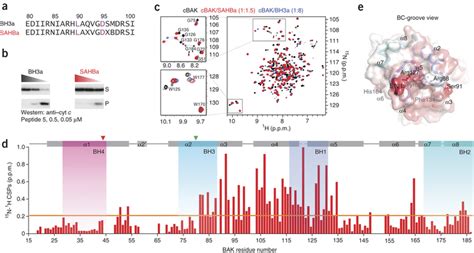 BID BH3 binds the BC groove to directly activate BAK. (a) Unstapled and ...