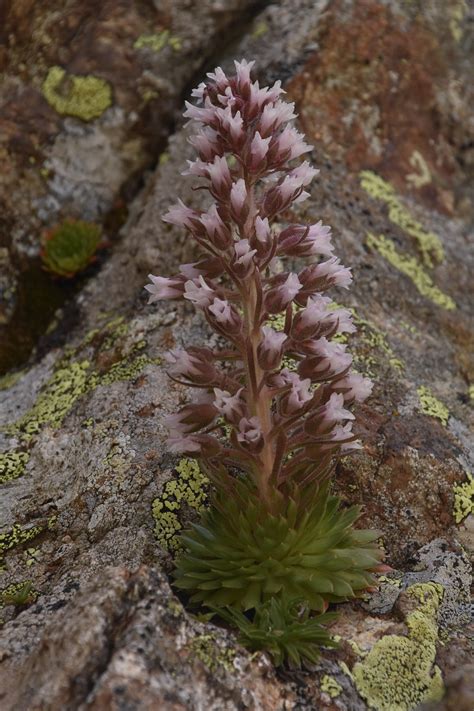 Saxifraga florulenta