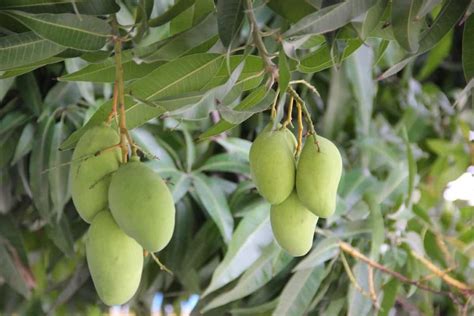 Mango Farming In Mexico How To Start Planting To Harvesting And