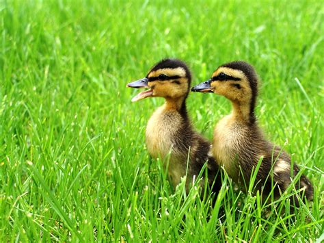 Wild Animals Baby Ducks