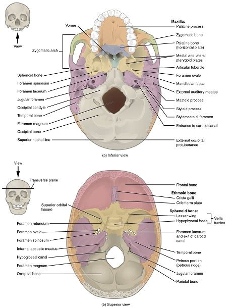 Facial Bones Of The Skull Structures And Functions