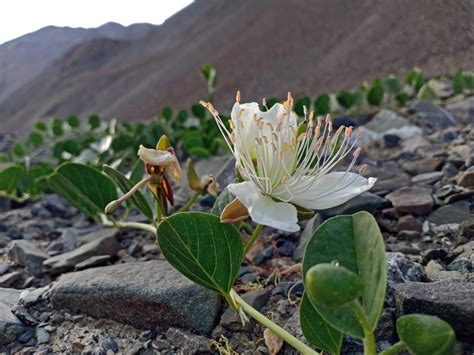 Flora and Fauna of Ladakh: Nature’s Unique Showcase – TravelPeople