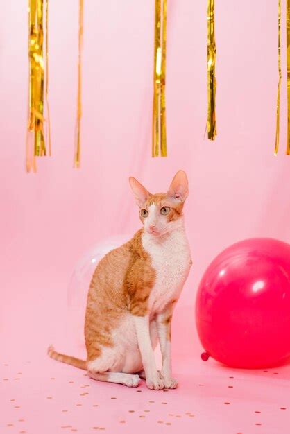 Premium Photo Cute Ginger Cat Cornish Rex For Birthday With Balloons