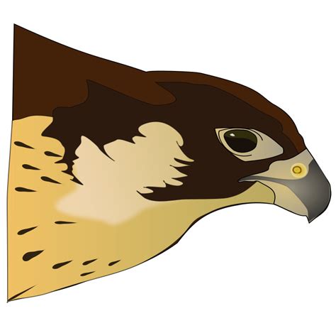 Hawk Clipart Pictures Clipartix