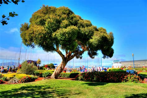 Unique Tree At The Fishermans Wharf In San Francisco