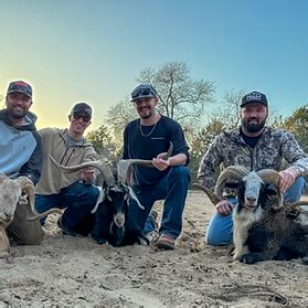 Ram Hunts In Texas Cedar Cove Ranch