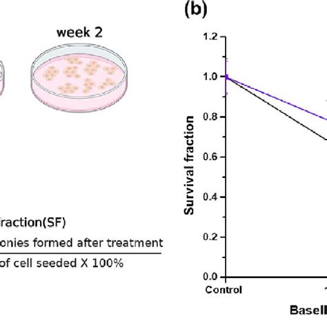 Cell Cycle Effects Of BaME In Colorectal Cancer Cell Line HCT 116 T1