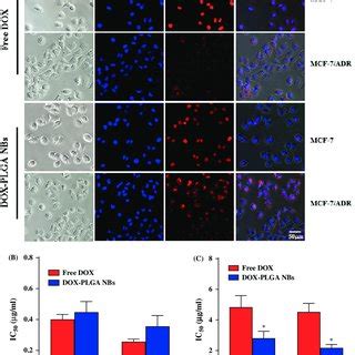 A In Vitro Cytotoxicity Of DOX Solution In MCF 7 Cells And MCF 7 ADR