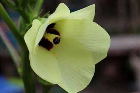 How to Harvest and Eat Okra Flowers - Urban Garden Gal