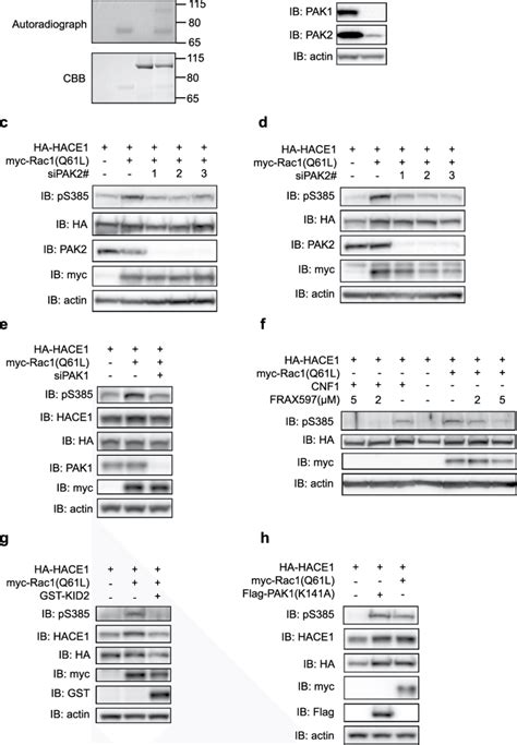 Group I Paks Induce Direct Phosphorylation Of Hace1 A In Vitro [γ 32 Download Scientific