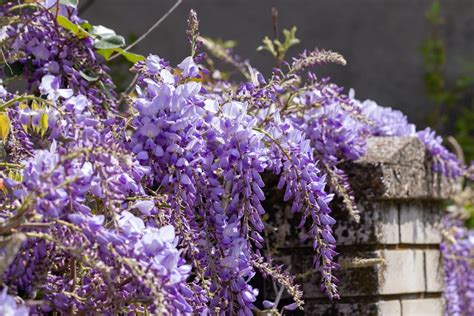 How To Grow & Care For Wisteria | Horticulture.co.uk