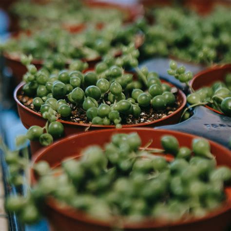 Erwtenplant Senecio Rowleyanus Verzorging