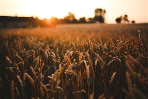 1000 Engaging Agriculture Photos · Pexels · Free Stock Photos