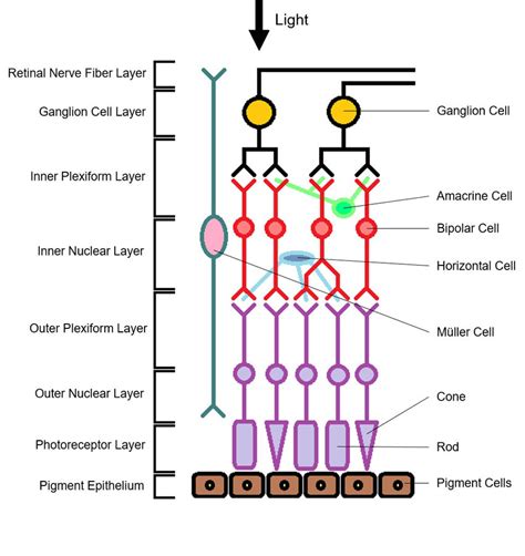 Layers Of The Retina Photoreceptors: Rods And Cones | Kenhub