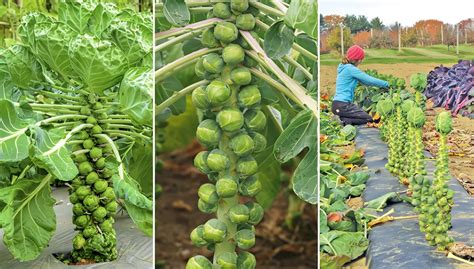 Cultivo De Coles De Bruselas Características Y Propiedades