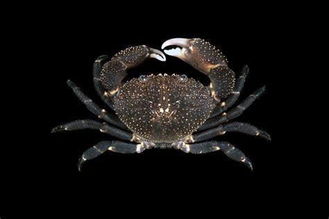 Crab Database · Crabs