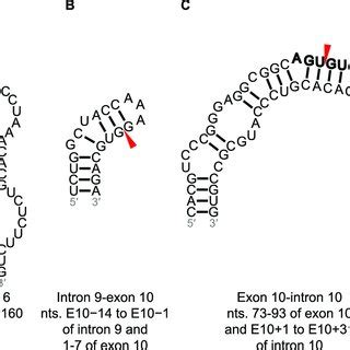 Exon-intron junctions containing predicted wild type structures ...