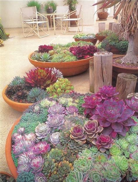 Суккуленты на даче (58 фото) - красивые картинки и HD фото