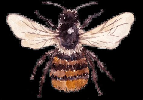 Osmia Bicornis The Red Mason Bee Natures Master Builder Revive A Bee