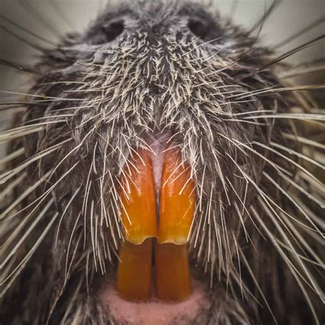 Beaver Teeth: Everything You Need To Know - A-Z Animals