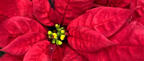 Пуансеттия купить в Москве в интернет-магазине Bloom Story с доставкой