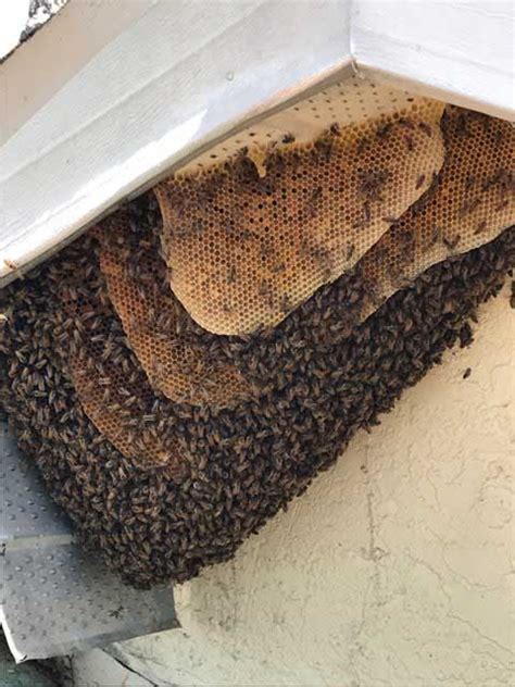 Beehive Removal, Clearwater, FL | Florida Bee Removal