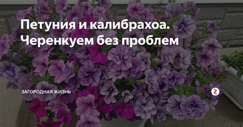 Петуния и калибрахоа. Черенкуем без проблем | ЗАГОРОДНАЯ ЖИЗНЬ | Дзен