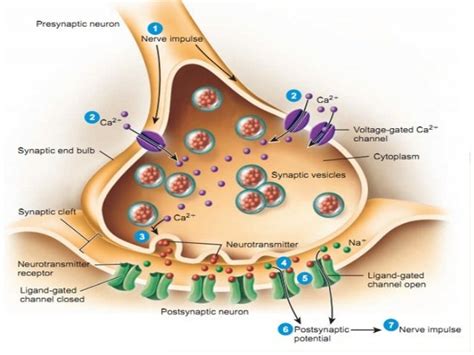 Anatomy Of Neuromuscular Junction