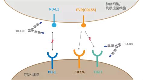 产品速递 复宏汉霖创新型抗pd L1 Tigit双抗获批在澳大利亚开展临床试验 新闻中心