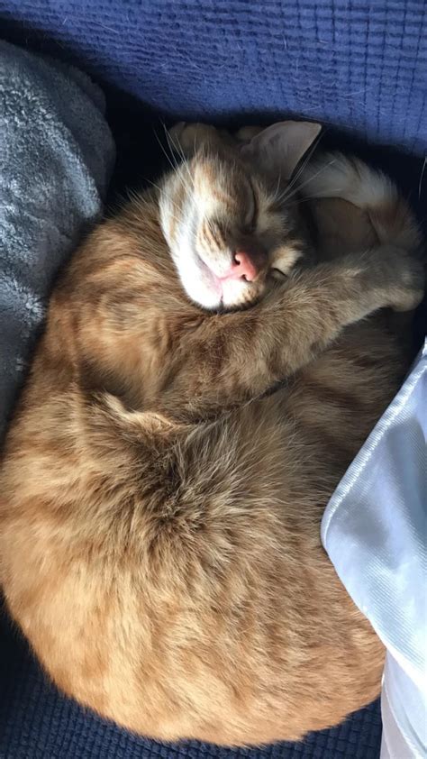 Cat Bagel Runexpected