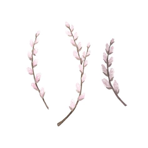 Premium Photo Set Pink Pussy Willow Branch Watercolor Isolated On White Hand Drawn Easter