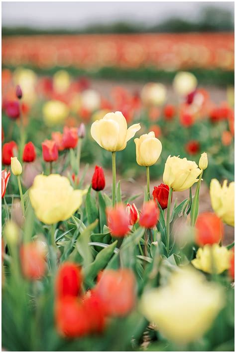 A Walk Through The Danish Tulip Fields