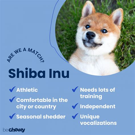 shiba inu breed characteristics care  bechewy