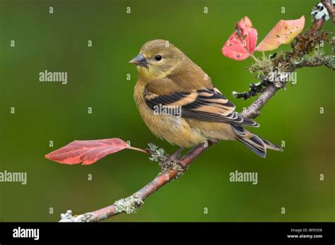 Winter plumage on American goldfinch (Carduelis tristis) on perch