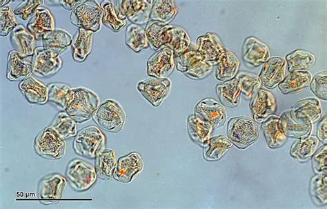 Pine Pollen Microscope