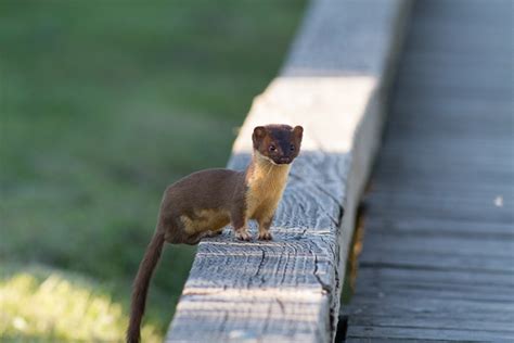 Long Tailed Weasel Mustela Frenata Nature Photography Mastery Academy