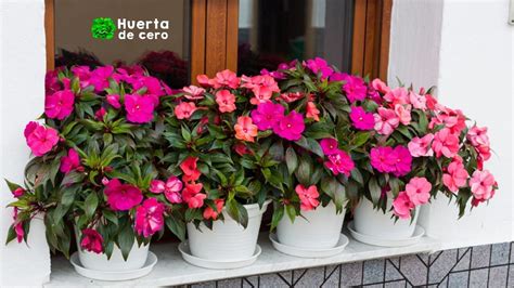 Alegria Del Hogar Impatiens Walleriana Cuidados ️ 2024