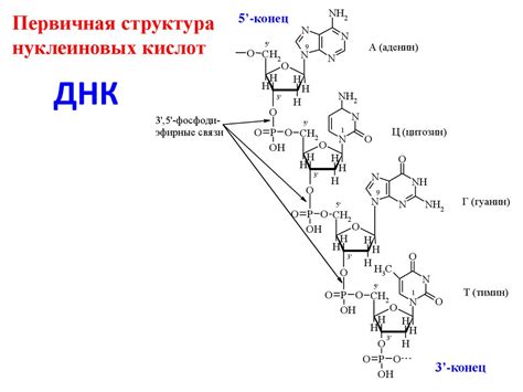 Нуклеиновые кислоты - презентация онлайн