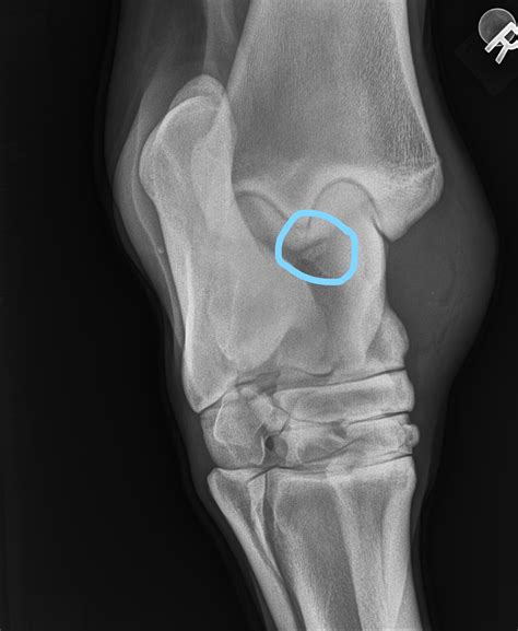 January: Osteochondritis dessicans (OCDS) - Swiftsure Equine