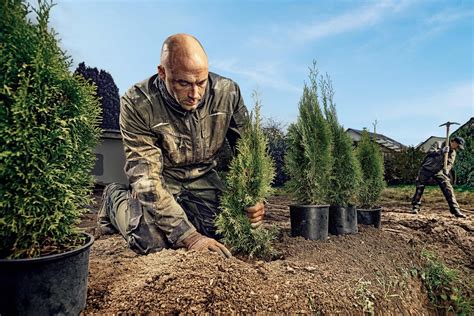 Sichtschutz Pflanzen I Ratgeber Von Hornbach